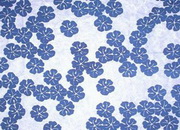 Screen prints & Gift Wrap